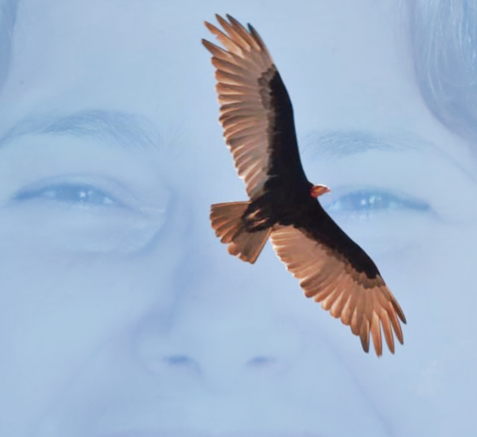 imagem de um pássaro grande voando  num céu azul sobreposta à imagem do rosto sorridente da professora Rosana.